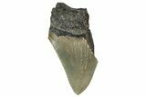 Bargain, Fossil Megalodon Tooth - Serrated Blade #342213-1